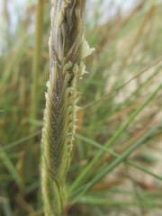 Sporobolus coarctatus