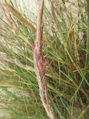Sporobolus coarctatus