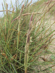 Sporobolus coarctatus