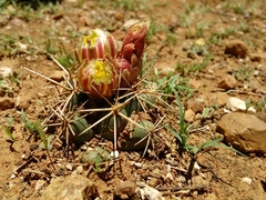 Coryphantha poselgeriana