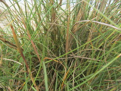 Sporobolus coarctatus