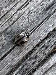 Mulsantina hudsonica