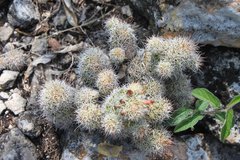 Mammillaria tonalensis
