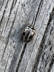 Mulsantina hudsonica