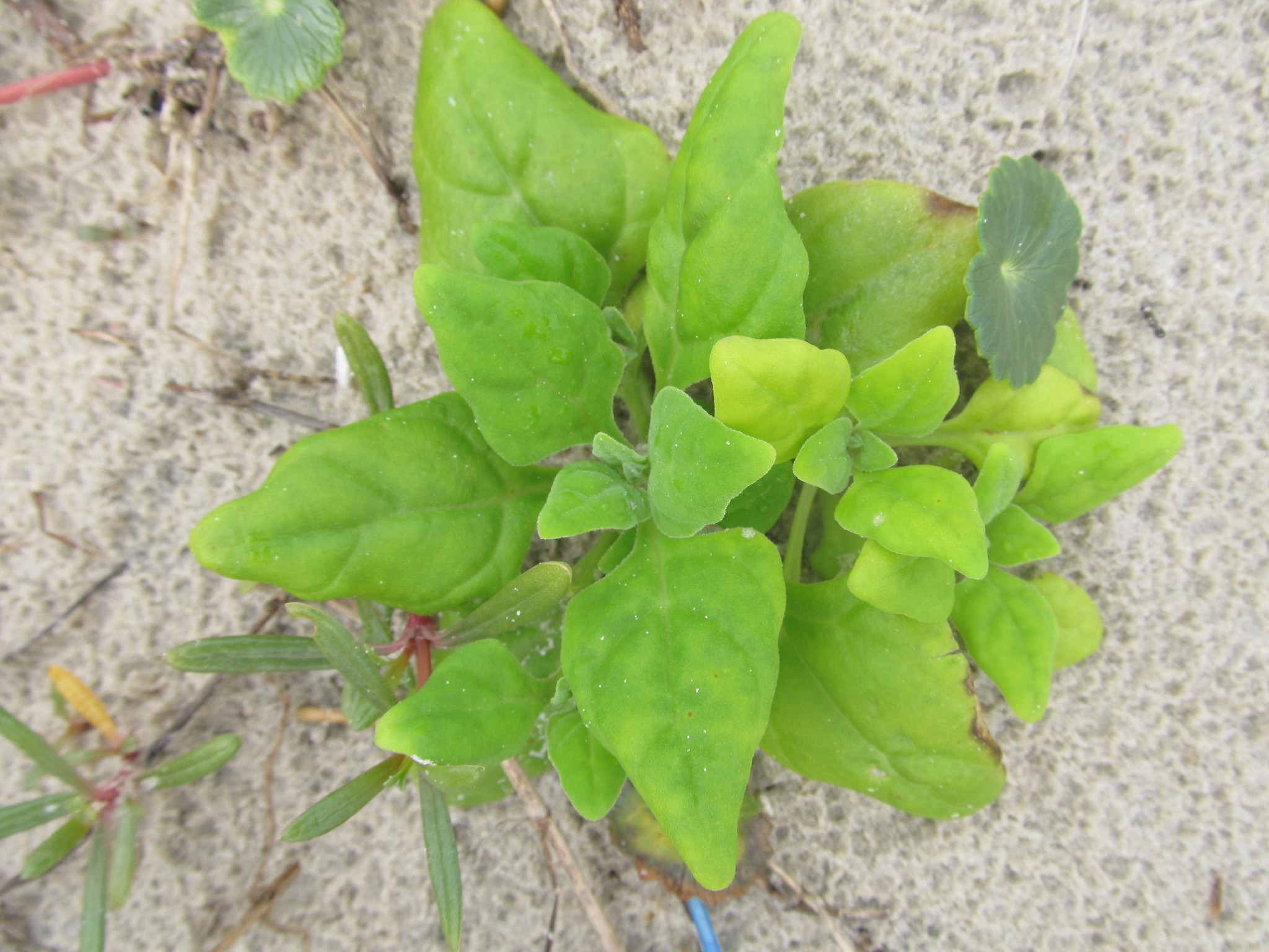 Tetragonia tetragonoides