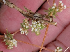 Adenogramma glomerata