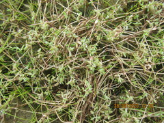 Crassula natans