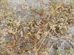 Adenogramma glomerata