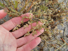 Adenogramma glomerata