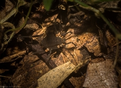 Octobunus singularis