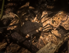 Octobunus singularis