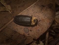 Atyphella scintillans