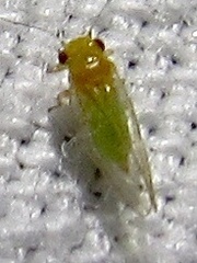Heteropsylla
