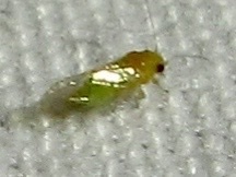 Heteropsylla