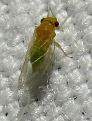 Heteropsylla