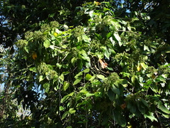 Dendropanax cuneatus