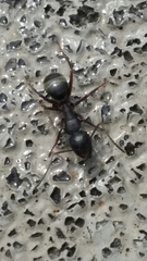 Camponotus modoc