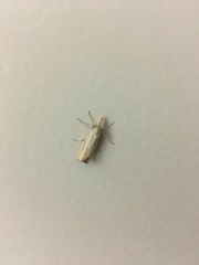 Agriphila straminella
