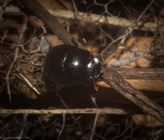 Diorygopyx incomptus