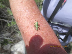 Physemacris variolosa