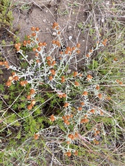 Helichrysum cochleariforme