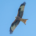 Red Kite - Photo (c) Christoph Beck, some rights reserved (CC BY-NC), uploaded by Christoph Beck