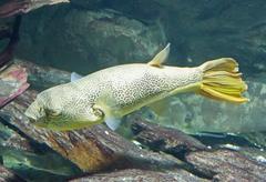 Freshwater Puffer Fish photo 4