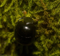 Diorygopyx incomptus