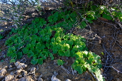Pelargonium articulatum
