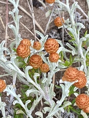 Helichrysum cochleariforme