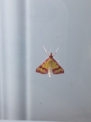 Choristostigma roseopennalis