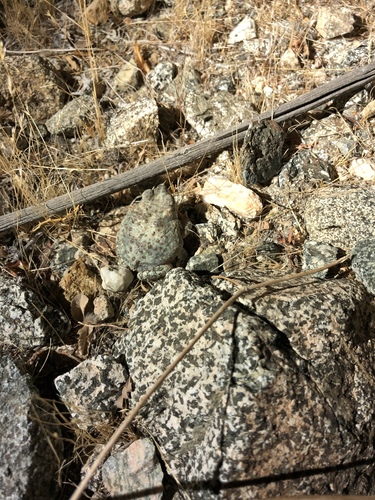 iNaturalist observation photo of Red-spotted Toad