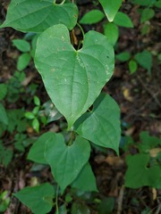 Dioscorea maciba image