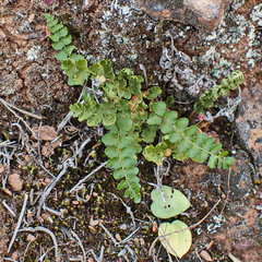 Asplenium cordatum