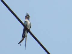 Hemiprocne coronata