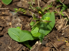Chiloglottis jeanesii