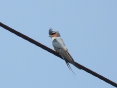 Hemiprocne coronata
