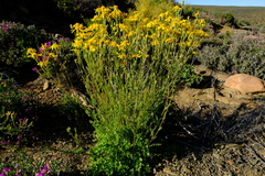 Senecio robertiifolius