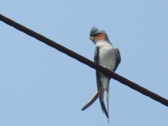 Hemiprocne coronata