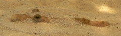 Congo Puffer photo 4