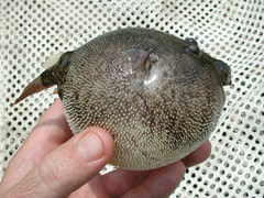 Congo Puffer photo 3