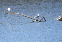 Leucophaeus atricilla