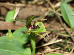 Chiloglottis jeanesii