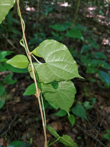 batatala