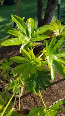 Fatsia