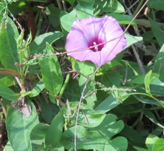 Ipomoea cordatotriloba