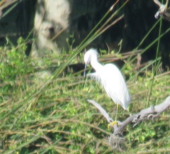 Egretta thula