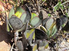 Adromischus sphenophyllus