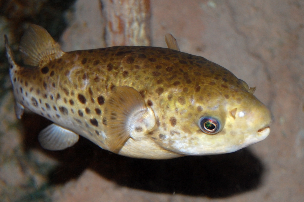 Ceylon Pufferfish