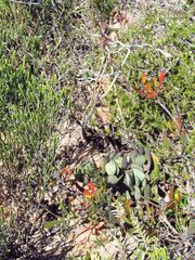 Adromischus sphenophyllus